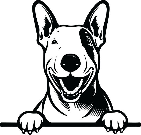 Anglický bulteriér - J