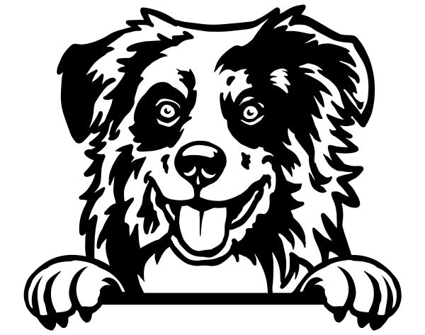 Australský ovčák - C