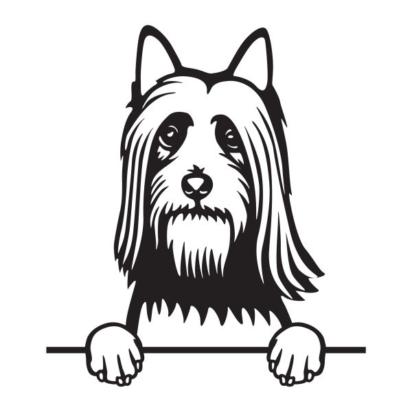 Australský silky teriér - A