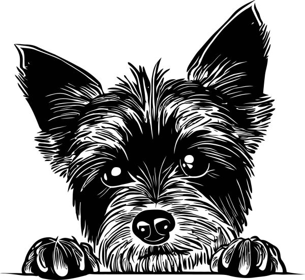 Australský teriér - B