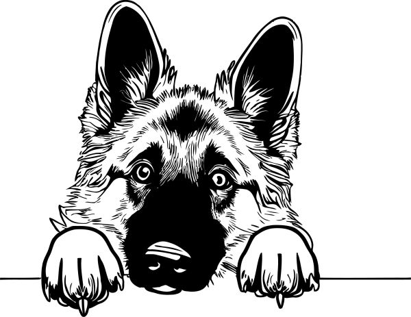 Belgický ovčák (tervueren) - B