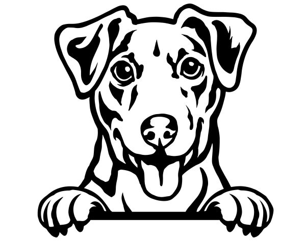 Jack Russell Teriér - E