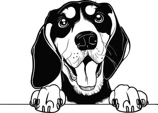 Modrý mývalí pes - (modrý coonhound) - B