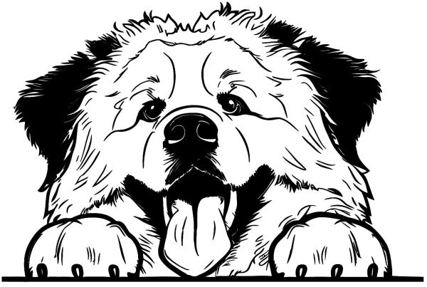 Pyrenejský horský pes - B