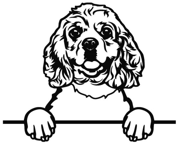 Americký kokršpaněl - A