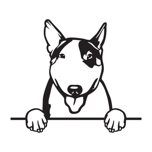 Anglický bulteriér - A