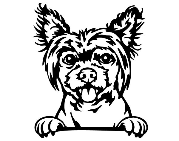 Čínský chocholatý pes - C