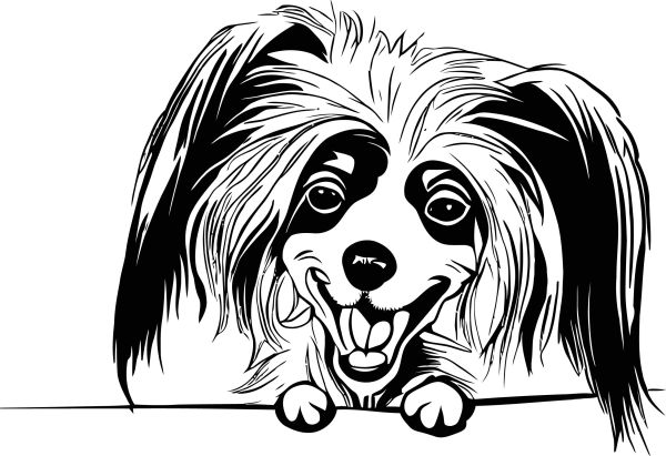 Čínský chocholatý pes - D