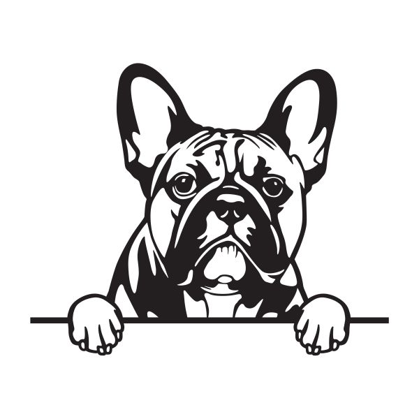 Francouzský buldoček - A