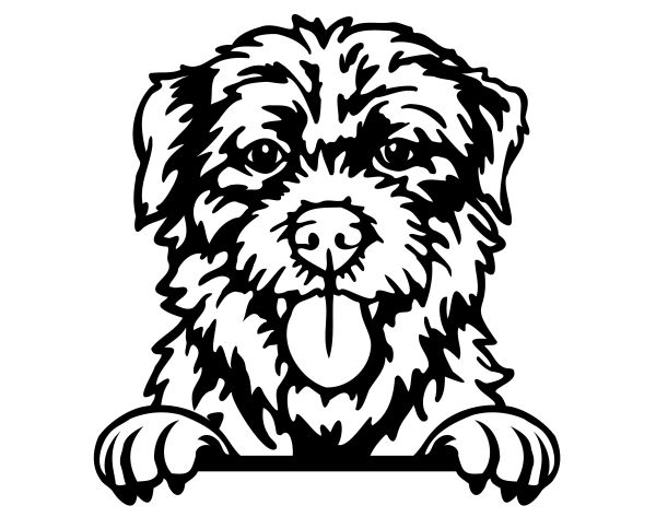 Jack Russell Teriér - D