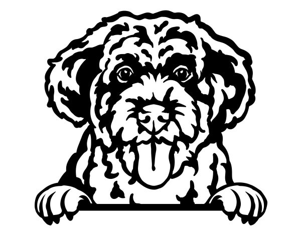 Portugalský vodní pes - C