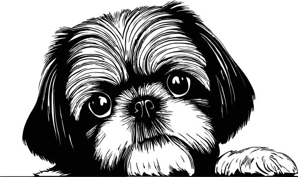 Shih-tzu - C