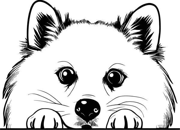 Americký eskymácký pes - B