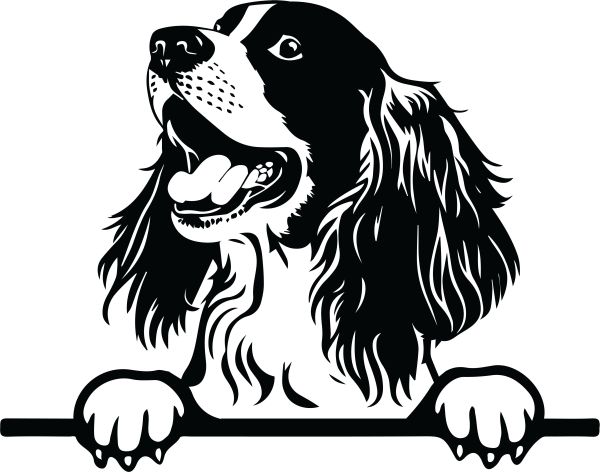 Anglický špringršpaněl - E