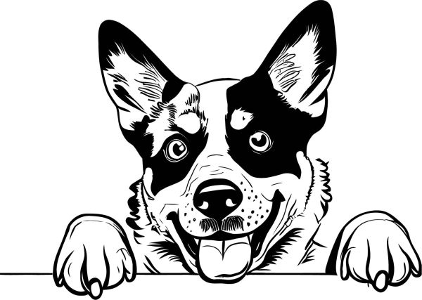 Australský honácký pes - G