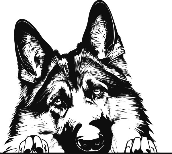 Belgický ovčák (tervueren) - C