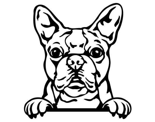 Bostonstký teriér - C