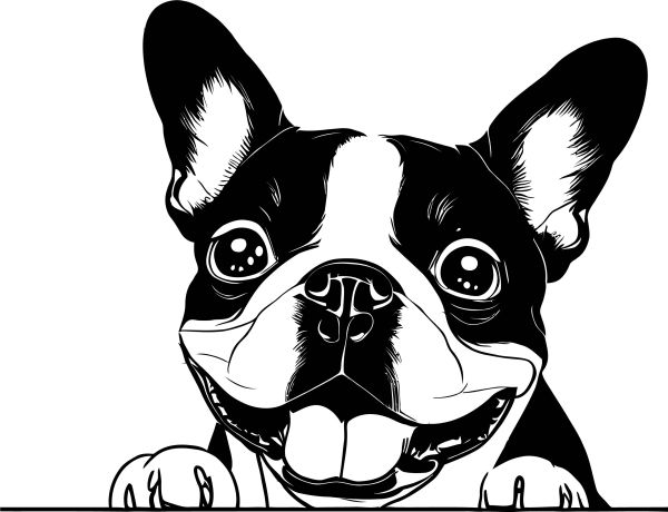 Bostonstký teriér - D