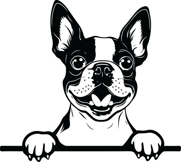 Bostonstký teriér - E