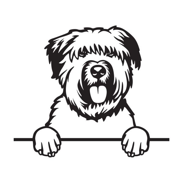 Flanderský bouvier - A