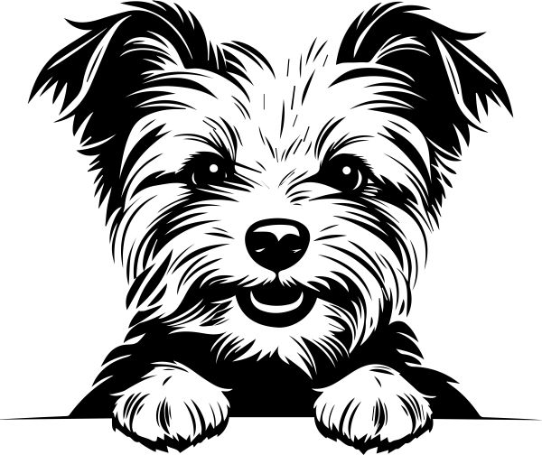 Jorkšírský teriér - G