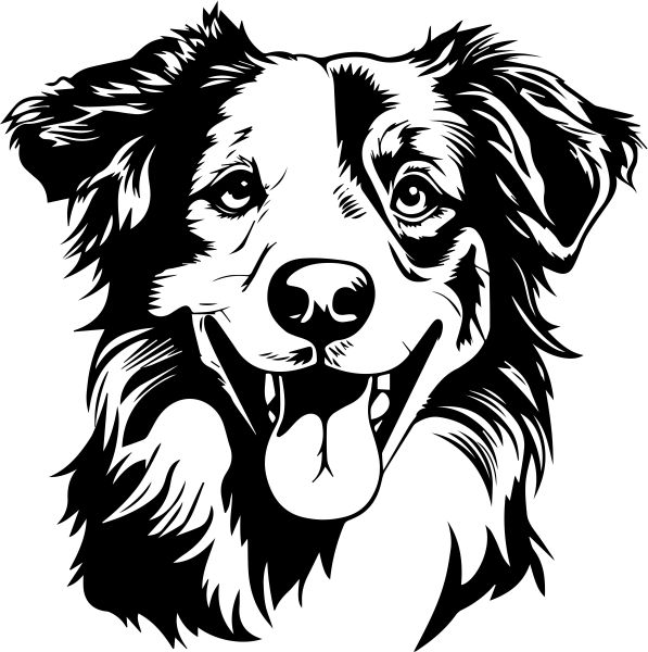 Australský ovčák - D