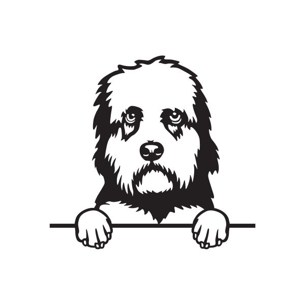 Dandie dinmont teriér - A