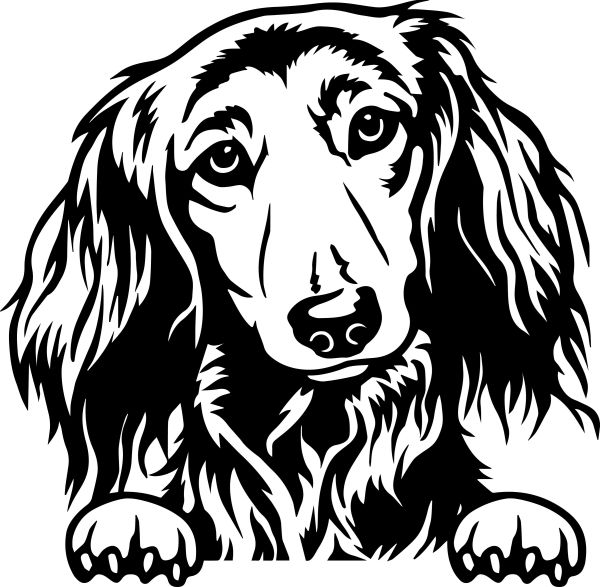 Jezevčík dlouhosrstý - B