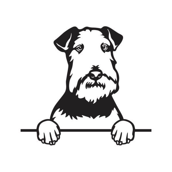 Lakeland teriér - A