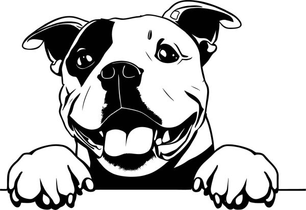 Stafordširský bulteriér - D