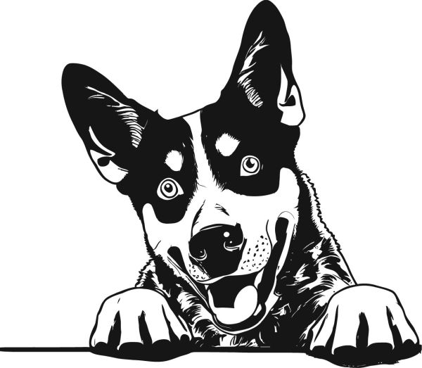 Australský honácký pes - H