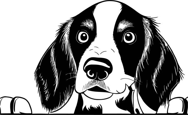 Bretaňský ohař - B