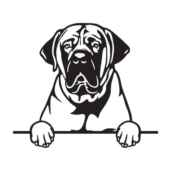 Búrský buldok - Boerboe - A