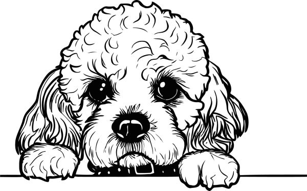 Cavapoo - A