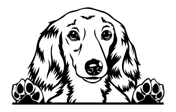 Jezevčík dlouhosrstý - C