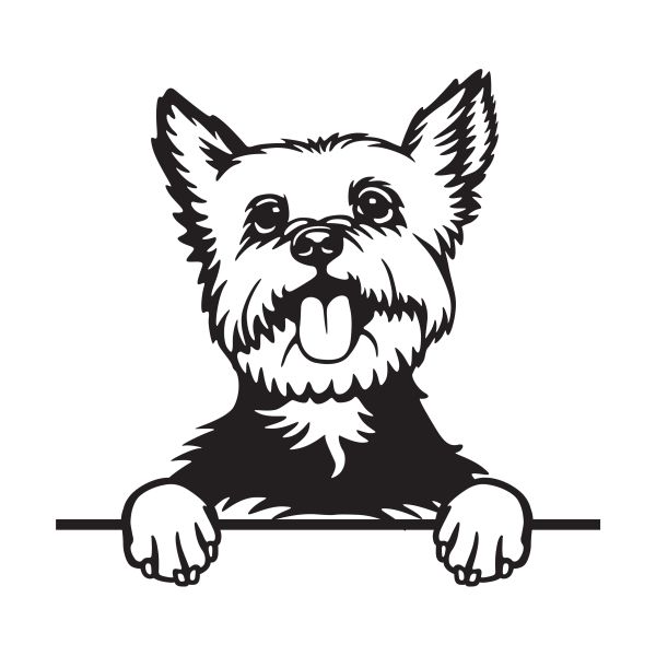 Jorkšírský teriér - A