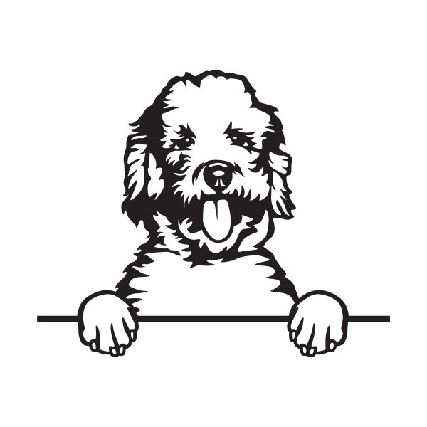 Labradoodle - A