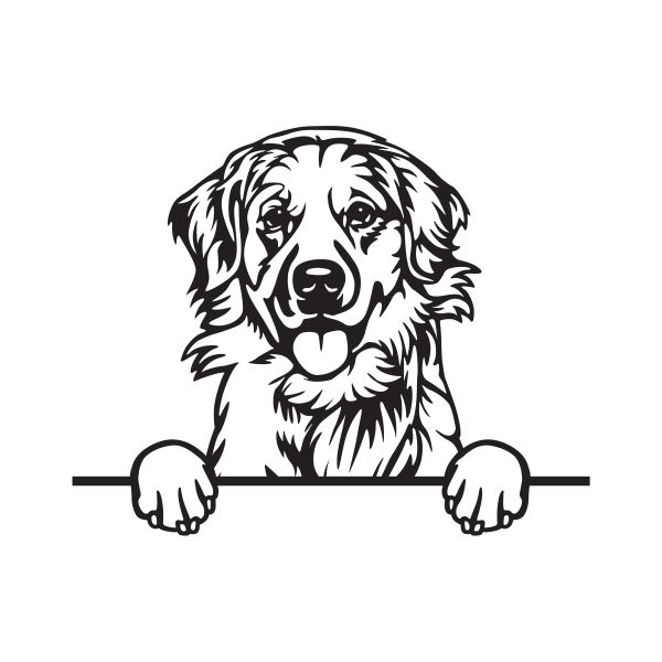 Labradorský retrívr - B