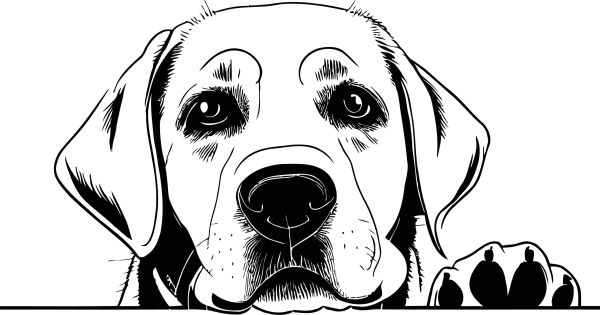 Labradorský retrívr - C