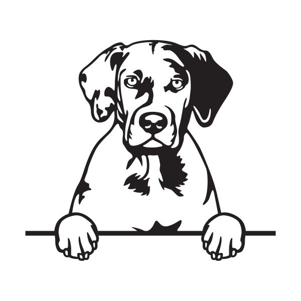 Louisianský leopardí pes-Catahoula - A