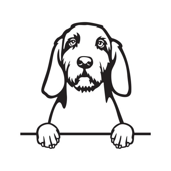 Maďarský ohař drátosrstý - A