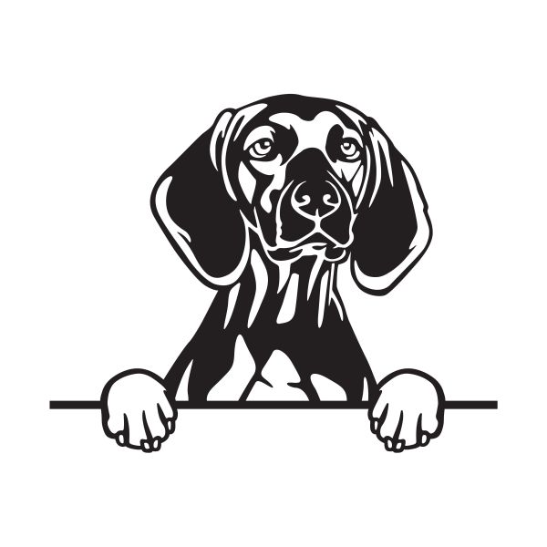 Maďarský ohař krátkosrstý - A