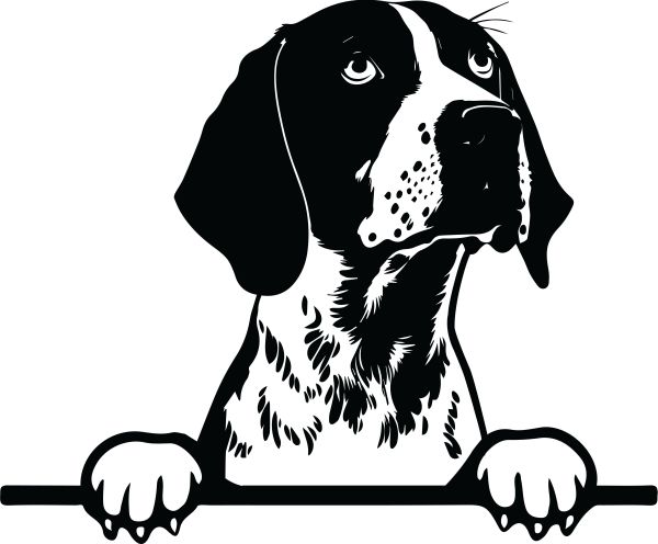 Německý ohař - krátkosrstý - F