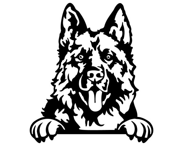 Německý ovčák krátkosrstý - D