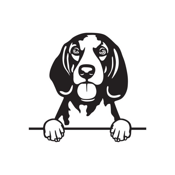 Americký anglický mývalí pes (Coonhound) - A