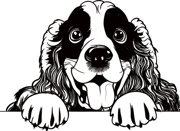 Anglický kokršpaněl - G