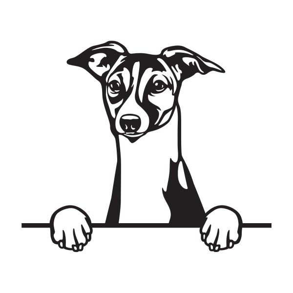 Italský chrtík - A