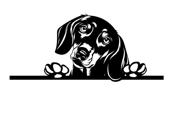 Jezevčík hladkosrstý - B