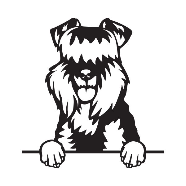 Kerry blue teriér - A