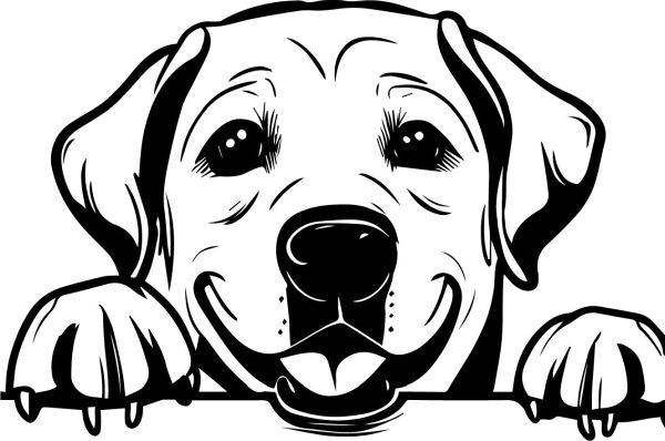 Labradorský retrívr - D